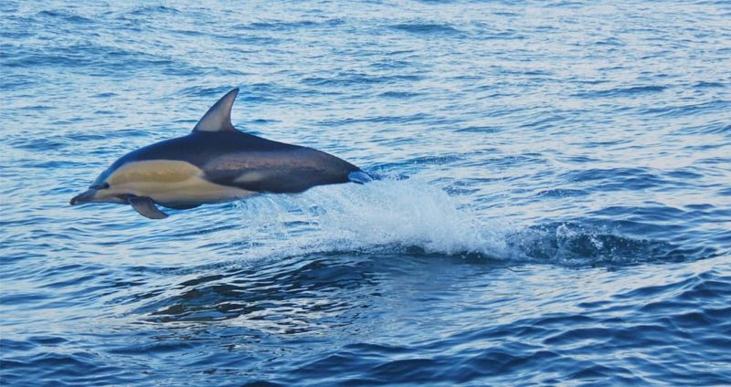 Common dolphin.