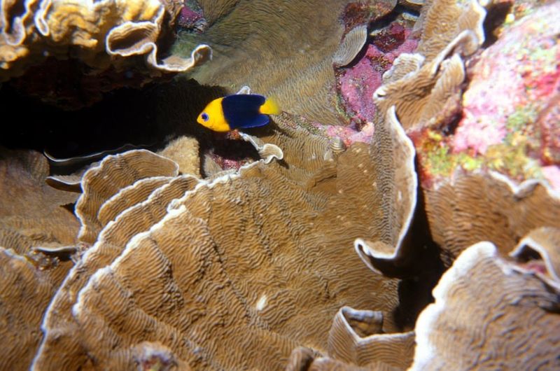 Cocos angelfish. Photo: Robert Thorn.