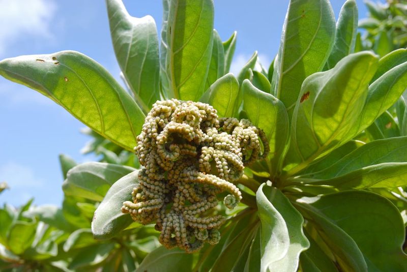 Octopus bush (Heliotropium foertherianum).