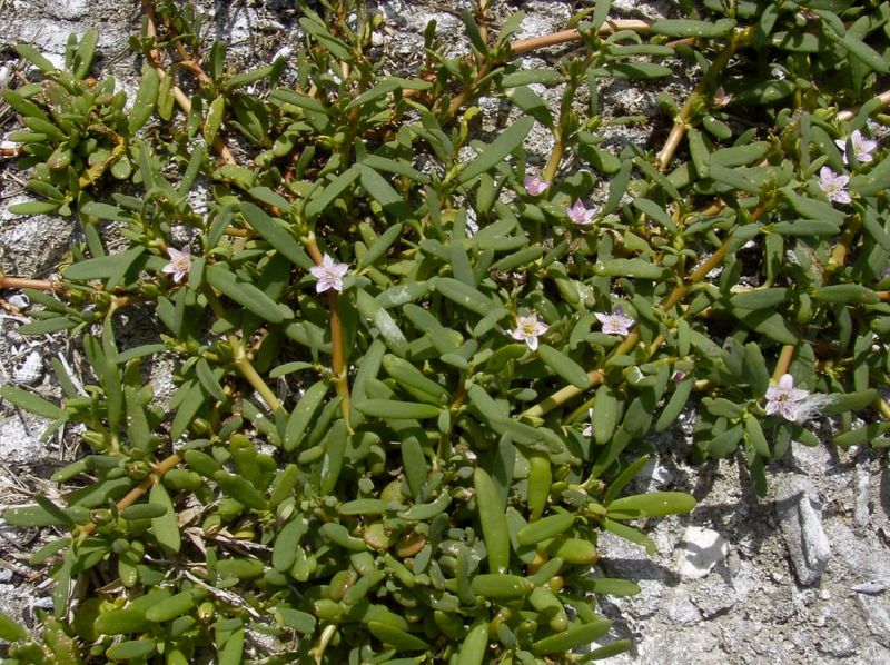 Sea purslane (Sesuvium portulacastrum).