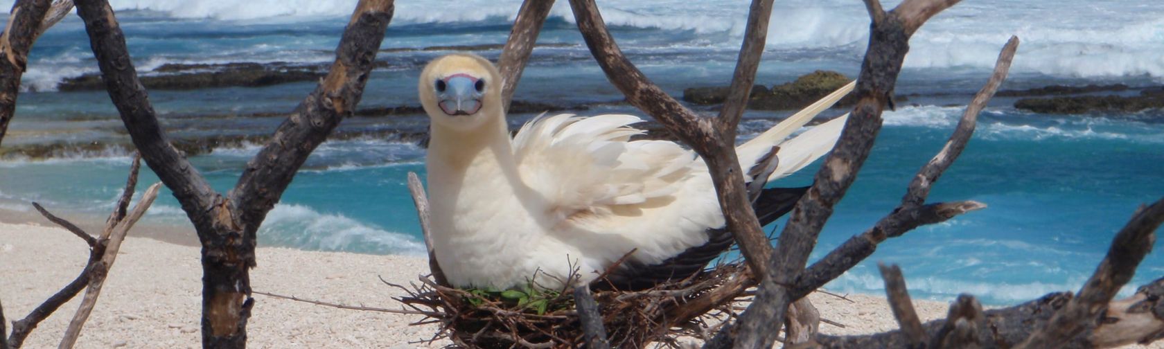 Red footed booby nest| credit parks australia.