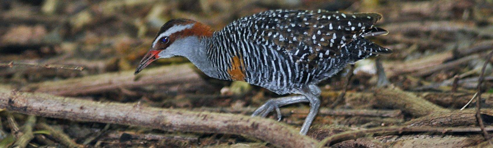 Buff banded rail| credit parks australia.