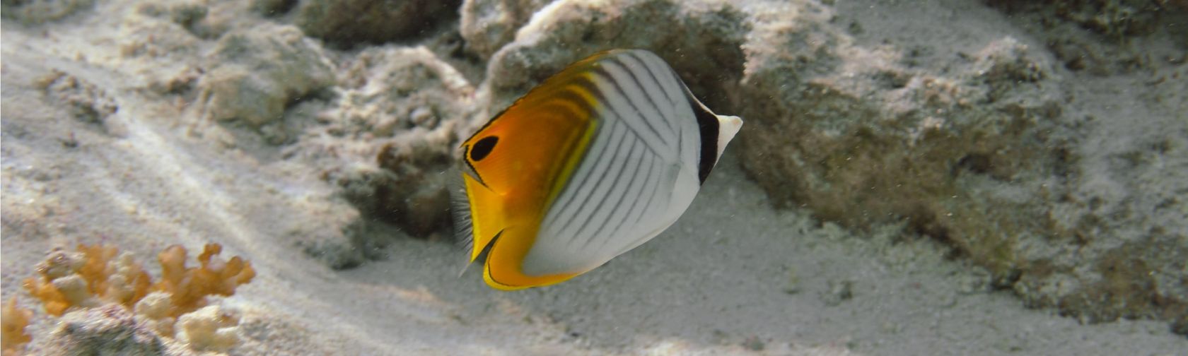 Threadfin butterflyfish