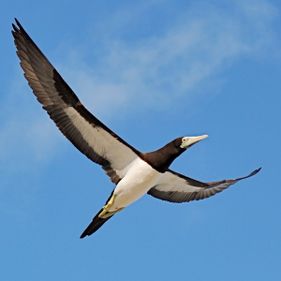 Brown booby. Photo: Parks Australia