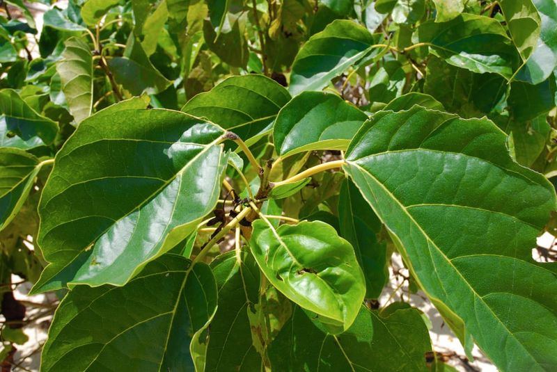 Ironwood (Cordia subcordata).