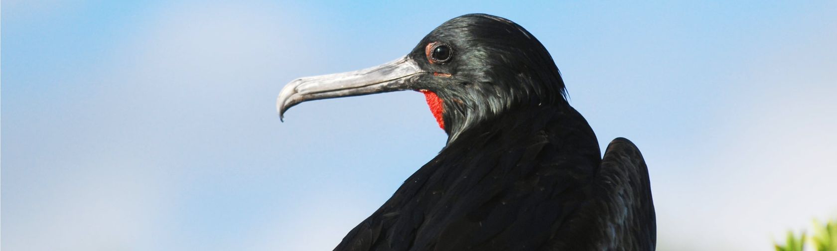 Frigatebird. Photo: Parks Australia