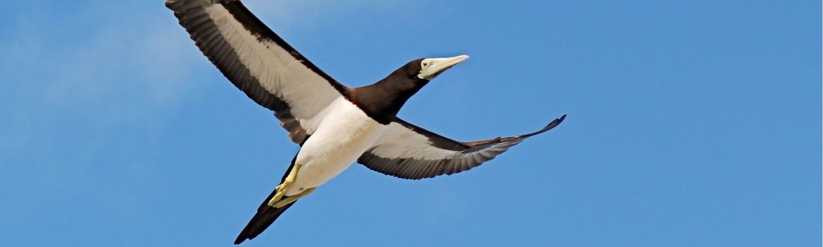 Brown booby| credit parks australia.