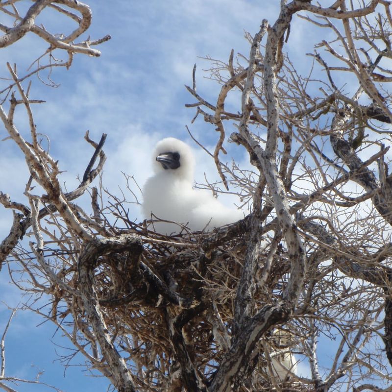 Red-footed booby chick. Photo: Parks Australia.