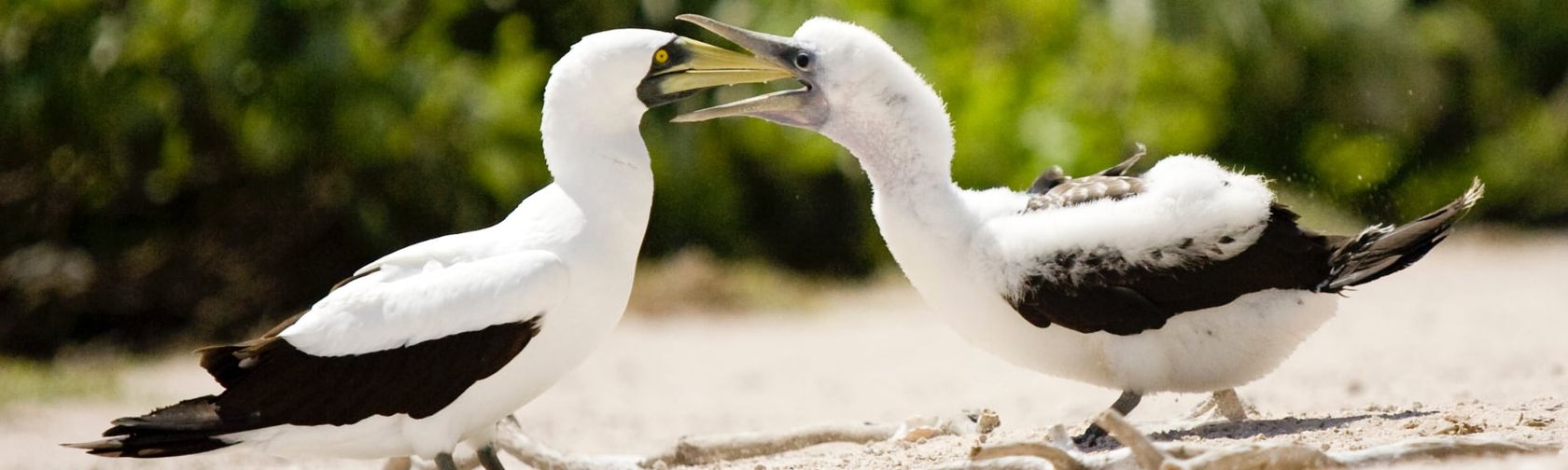 Masked booby and chick. Photo: Fusion Films