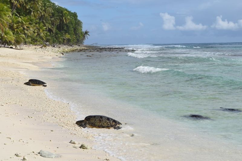 Green turtles coming ashore to nest on North Keeling Island.