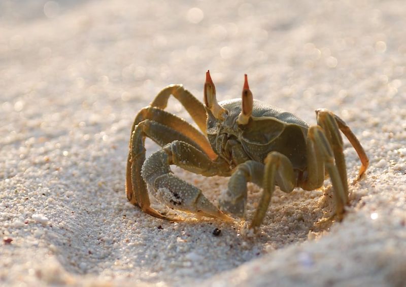 Horn-eyed ghost crab. Photo: Fusion Films.