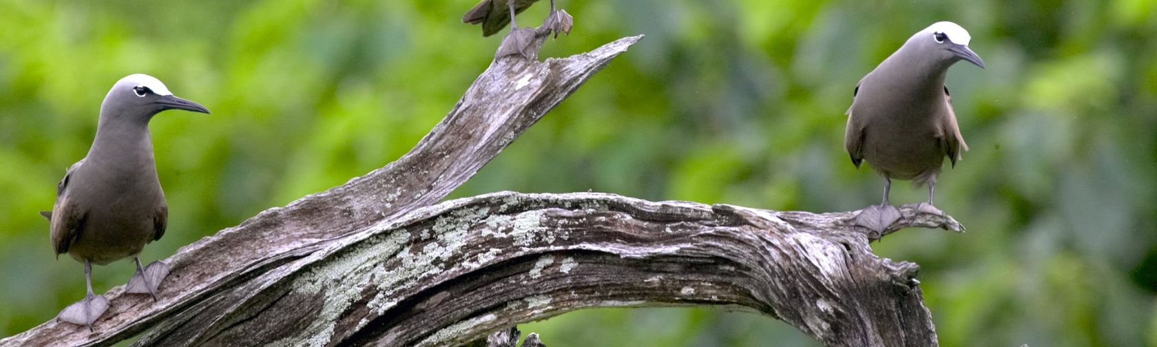 Common noddies| credit parks australia.