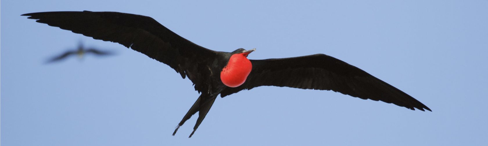 Frigatebird| credit parks australia.