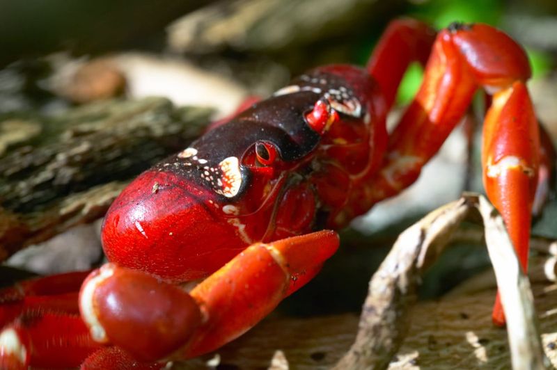 Red crab.