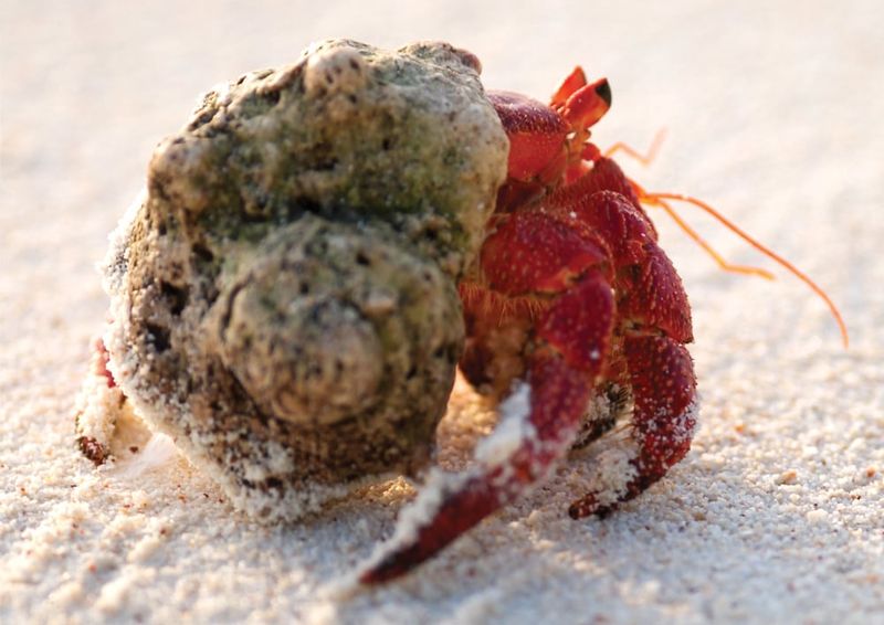 Red hermit crab. Photo: Fusion Films.