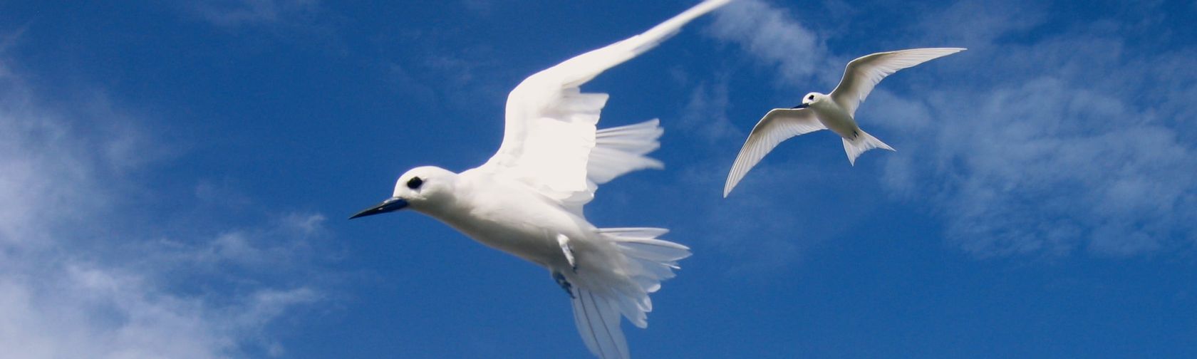 White tern| credit parks australia.