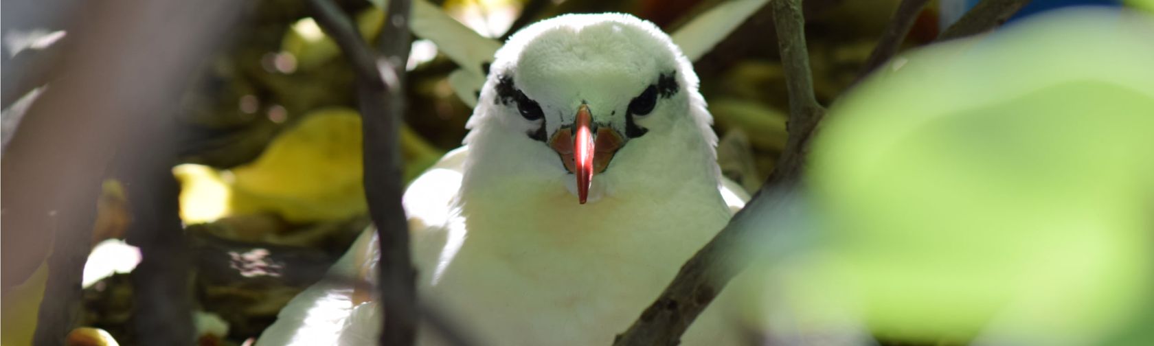 White tailed tropicbird| credit parks australia.