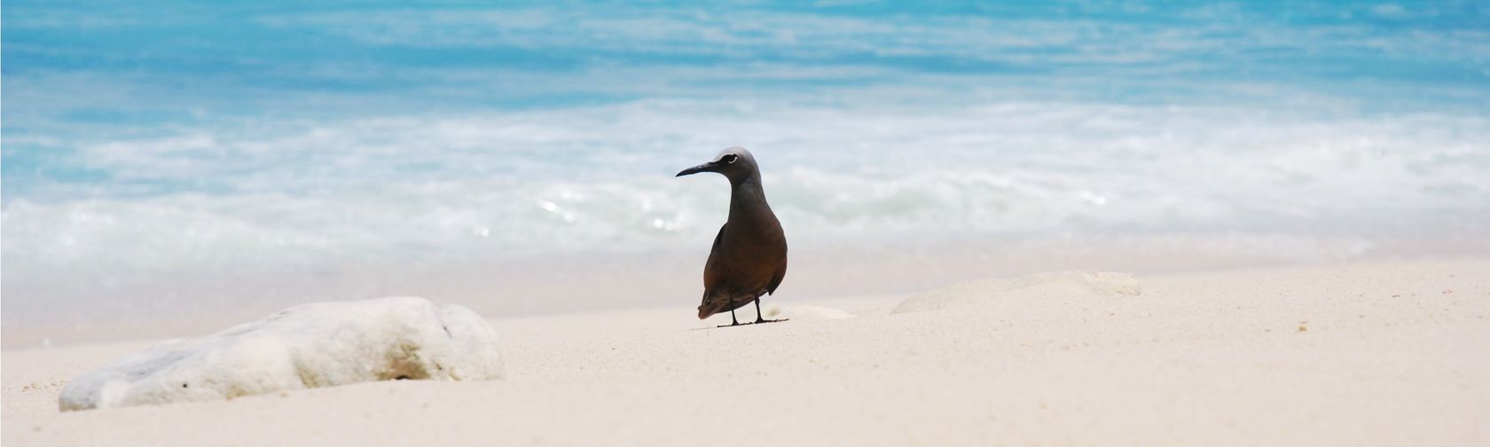 Common Noddy, credit Parks Australia