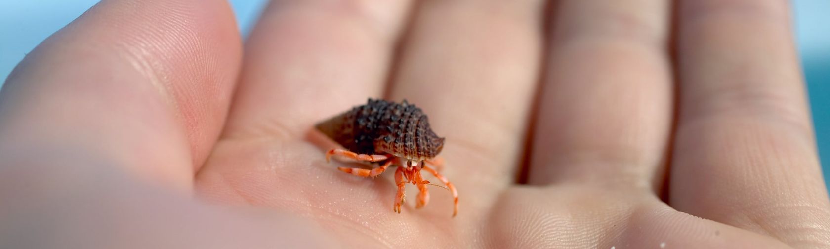 Baby hermit crab, credit Parks Australia