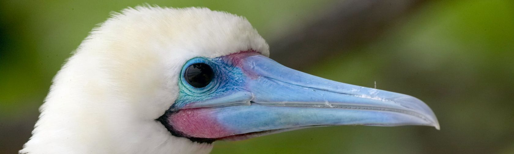 Red-footed booby